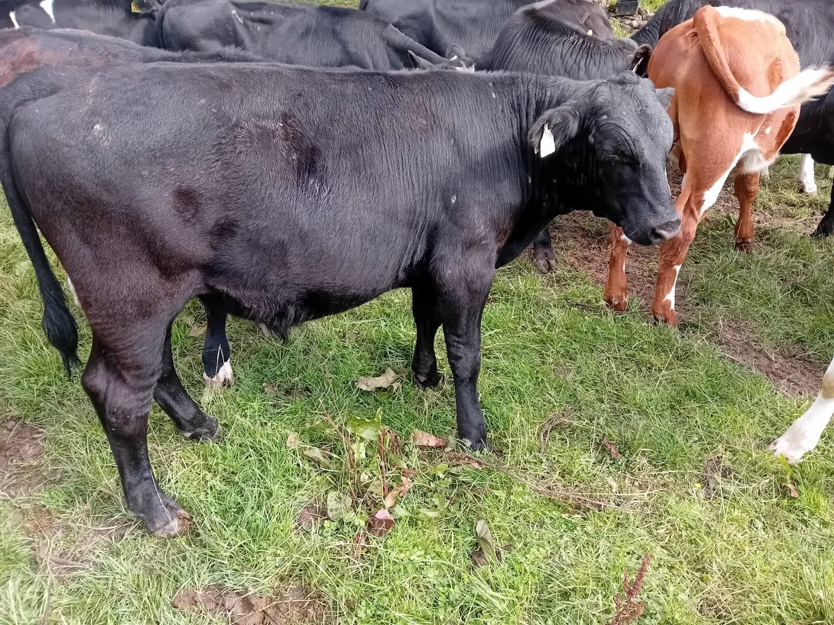 Livestock - Image 4