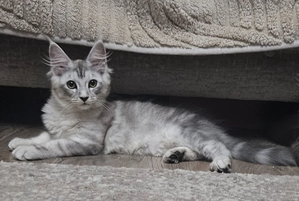 Maine coon kitten - Image 1