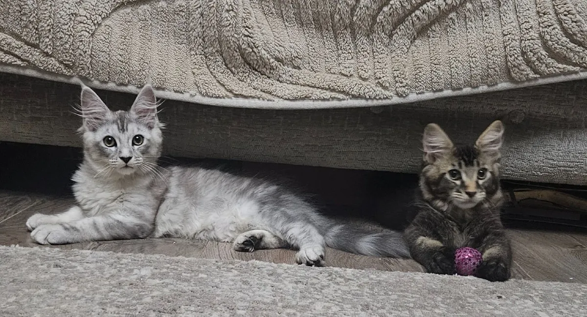 Maine coon kitten - Image 3