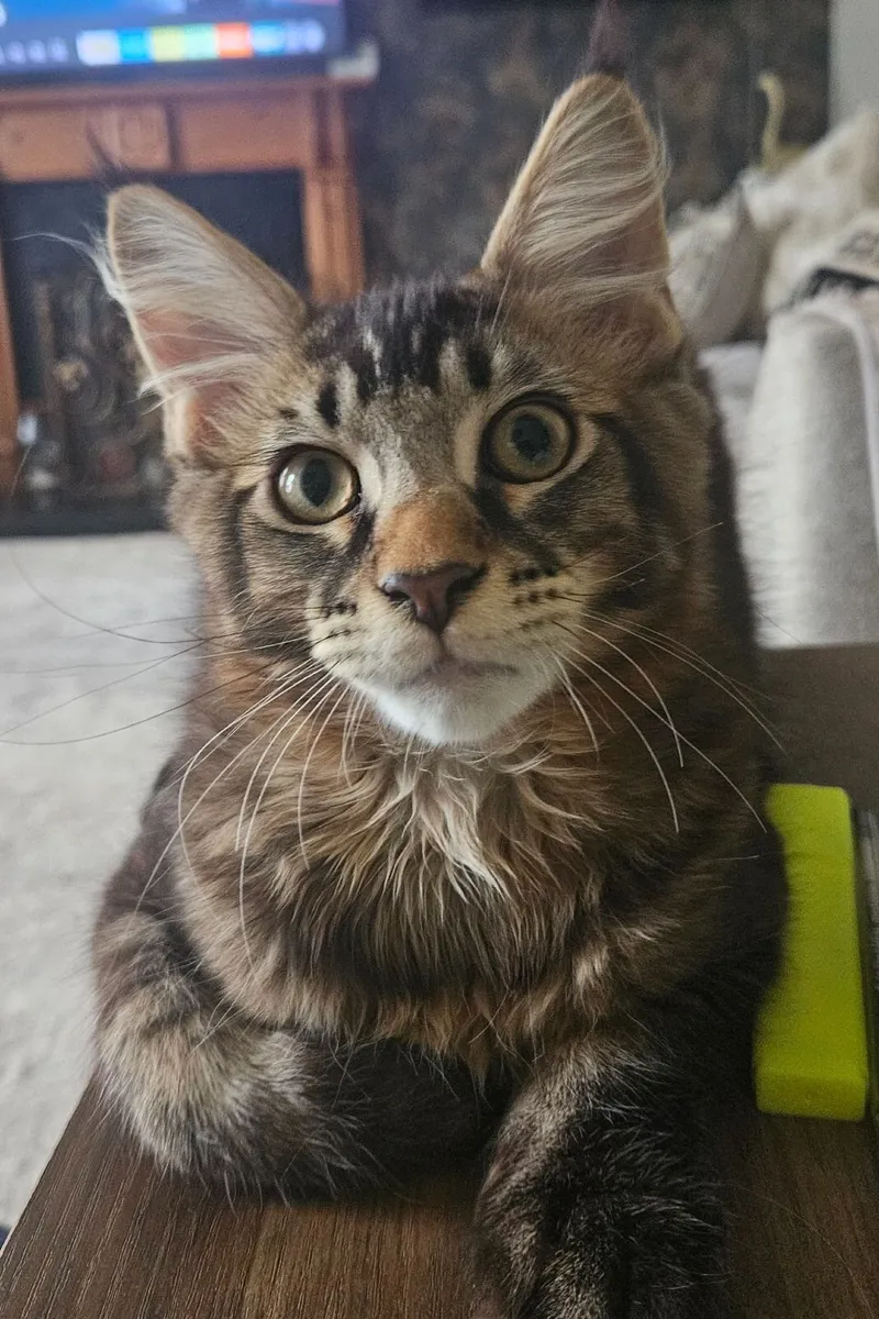 Maine coon kitten - Image 2