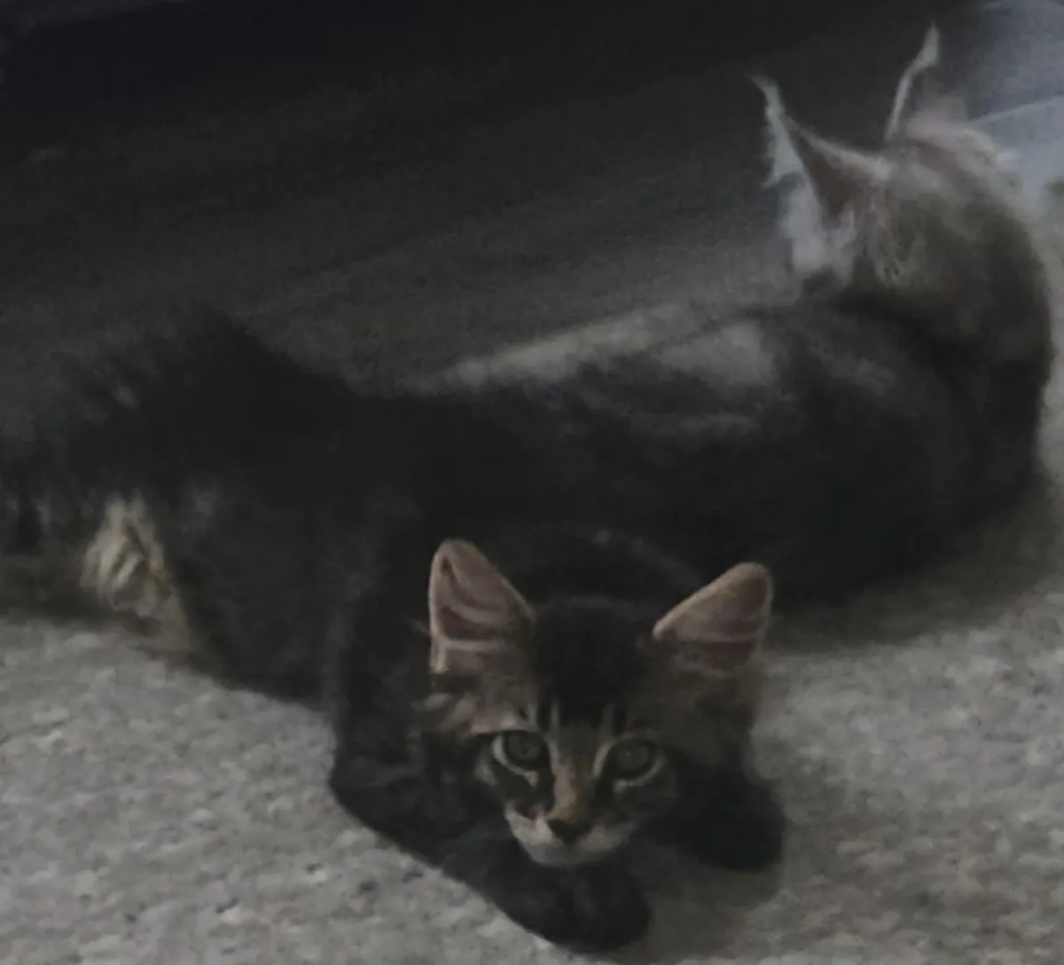 Maine coon kitten - Image 4