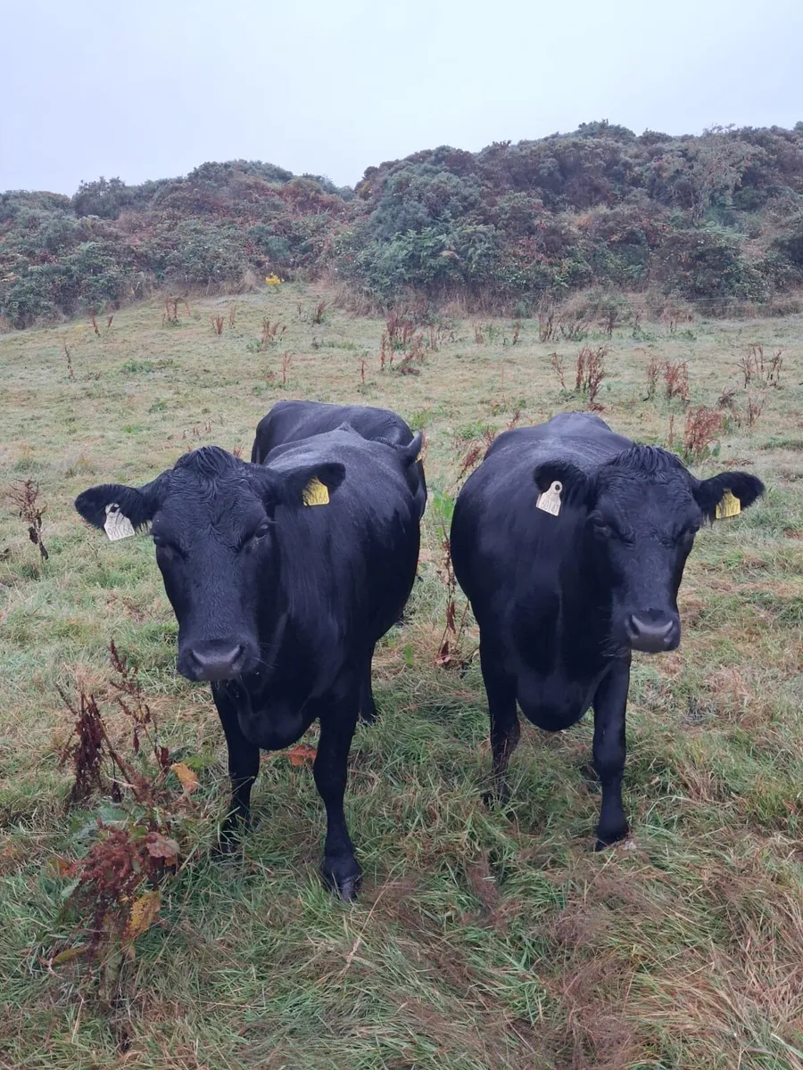 Organic pedigree kerry heifers - Image 1