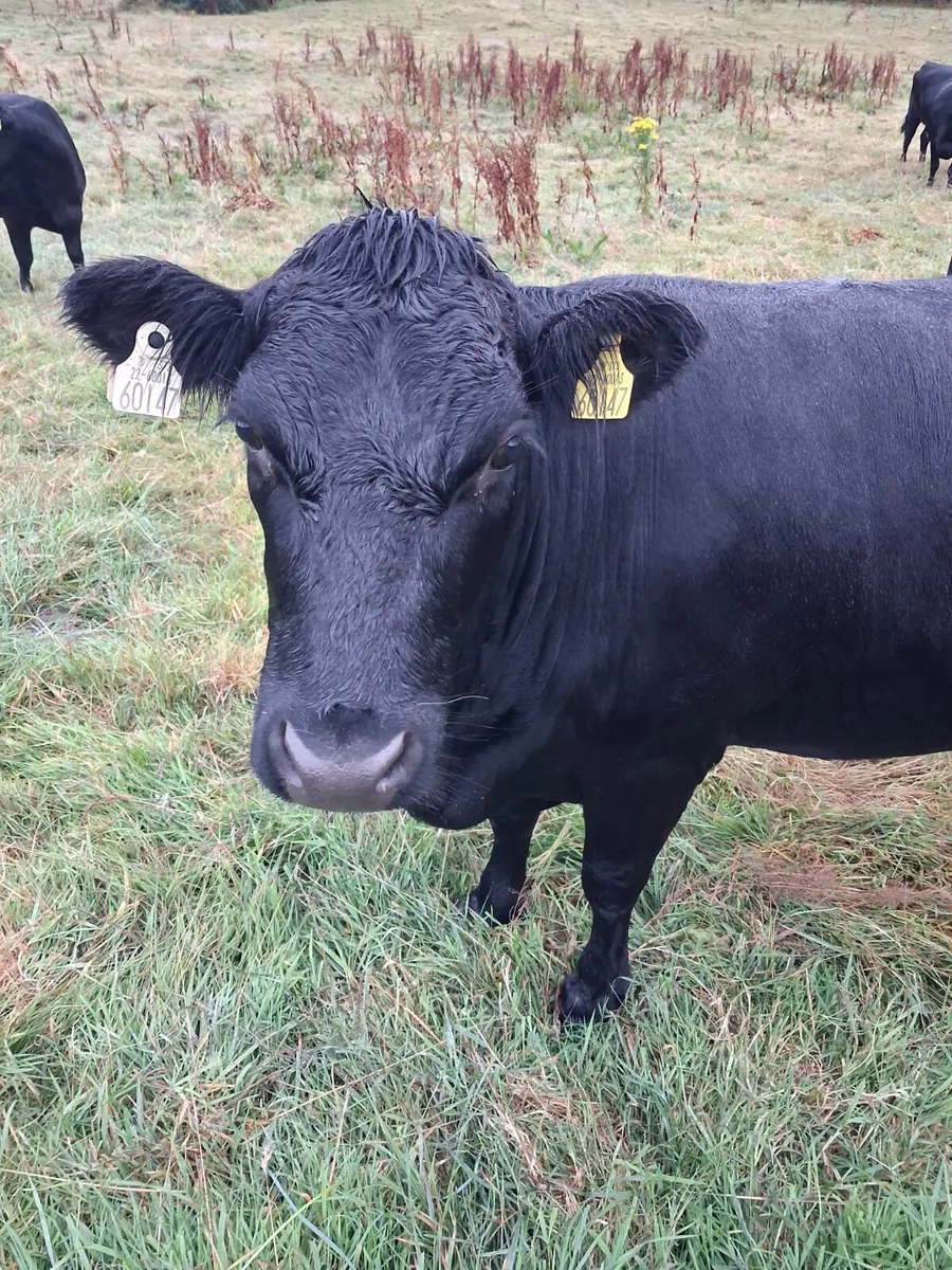 Organic pedigree kerry heifers - Image 2