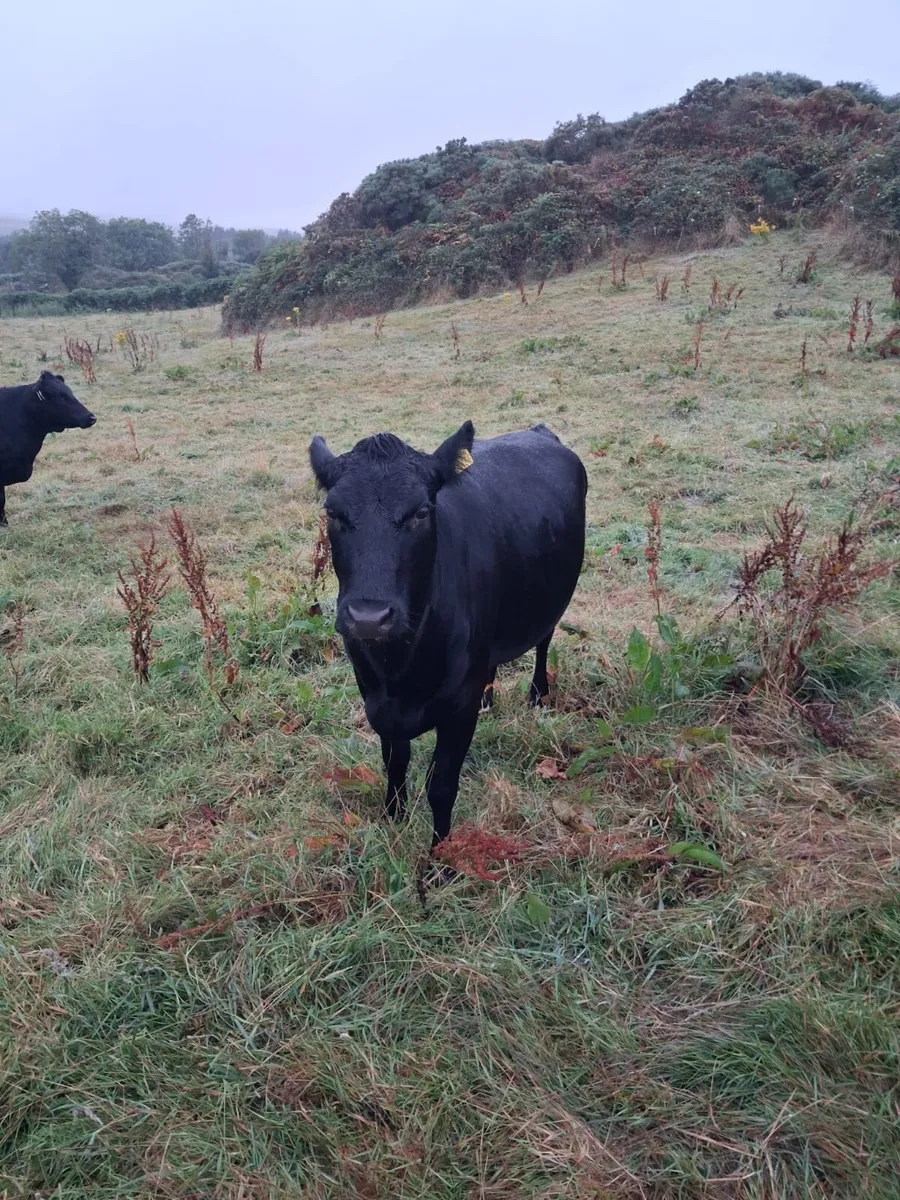Organic pedigree kerry heifers - Image 3