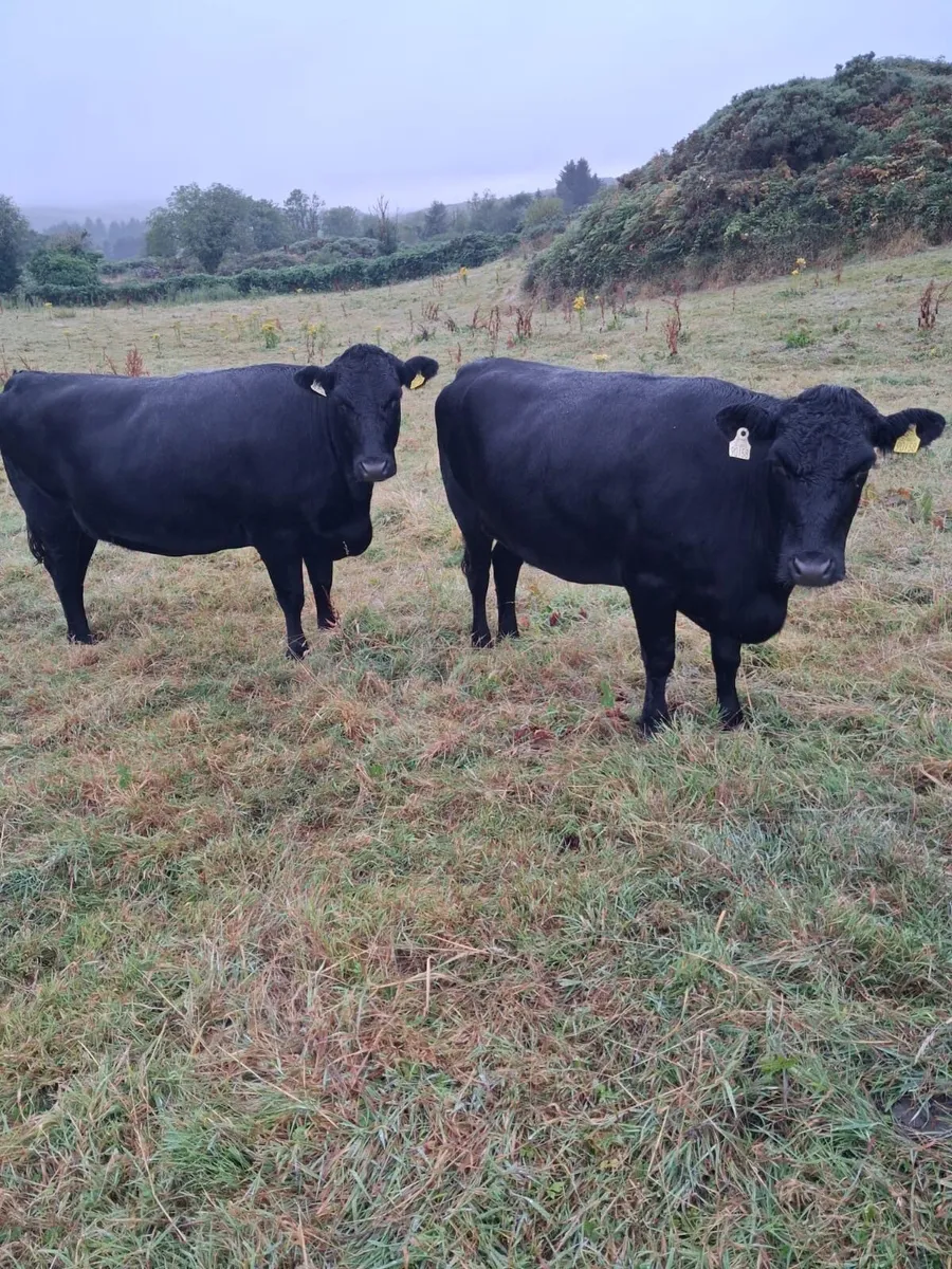 Organic pedigree kerry heifers - Image 4