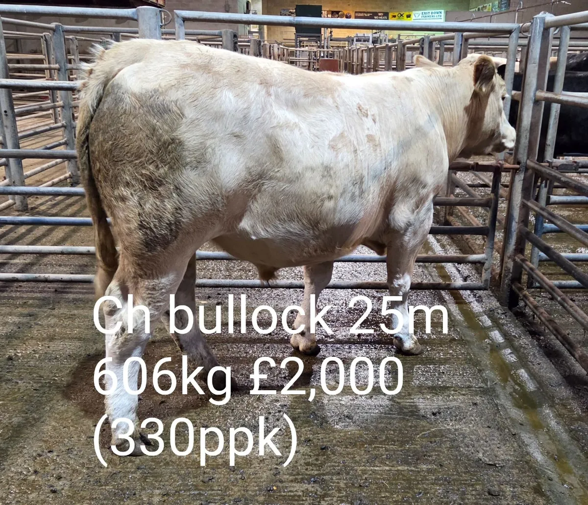 Cattle Report - Weanlings, Stores & Fat Cows - Image 2