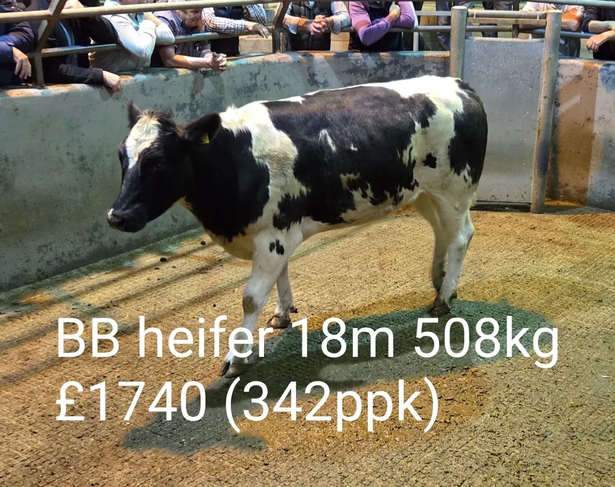 Cattle Report - Weanlings, Stores & Fat Cows - Image 1