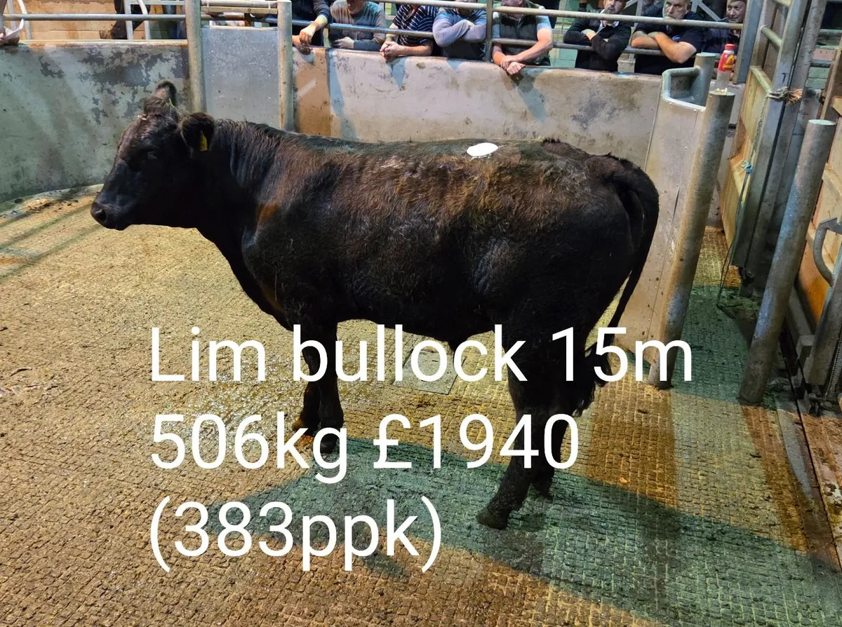 Cattle Report - Weanlings, Stores & Fat Cows - Image 3