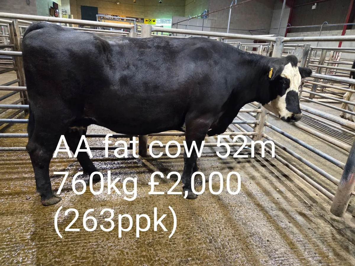 Cattle Report - Weanlings, Stores & Fat Cows - Image 4