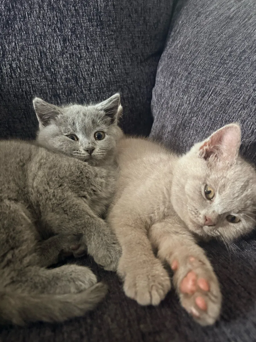 X3 Purebred British shorthair kittens - Image 2