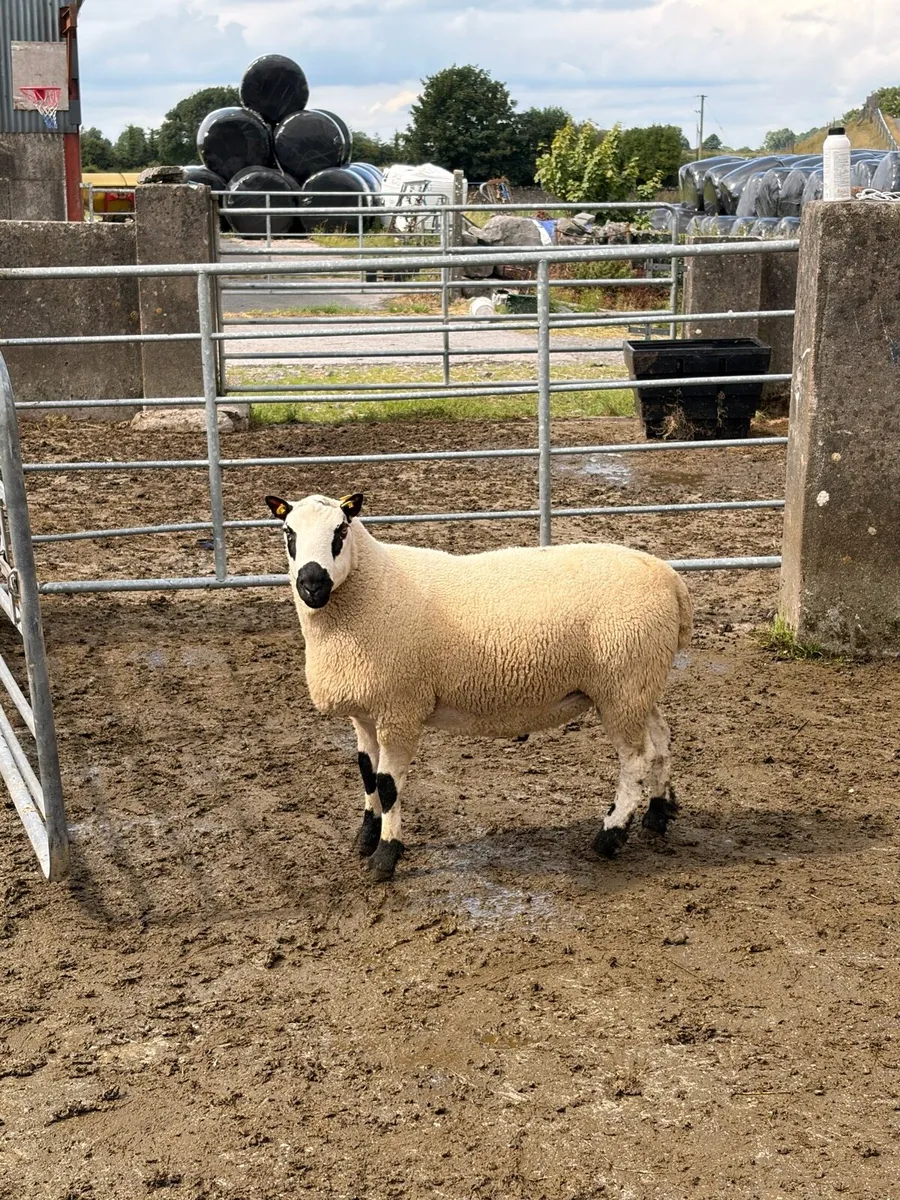 Smashing pb nr Kerry hill ram - Image 1
