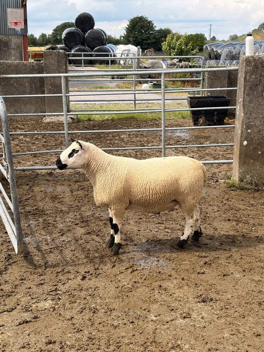 Smashing pb nr Kerry hill ram - Image 2
