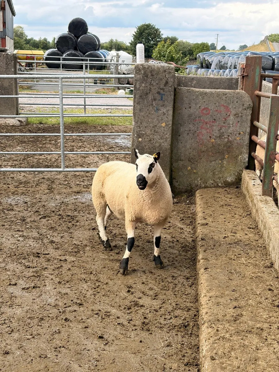 Smashing pb nr Kerry hill ram - Image 3