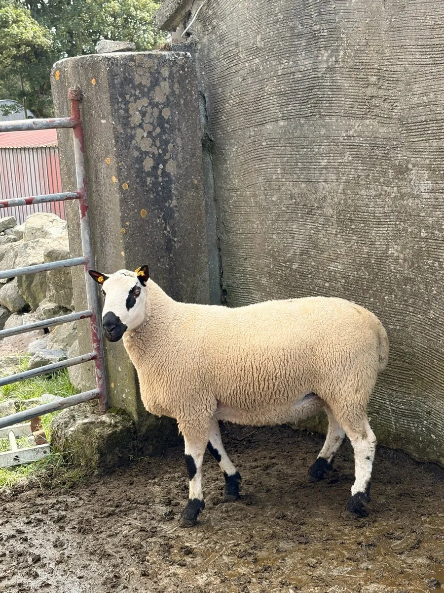 Smashing pb nr Kerry hill ram - Image 4