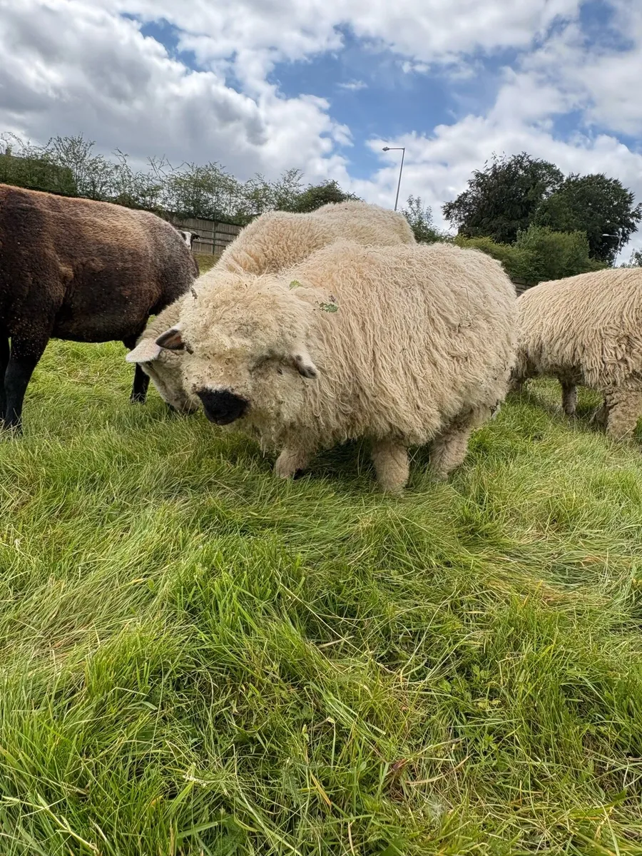 Valais cross ewe lambs - Image 1