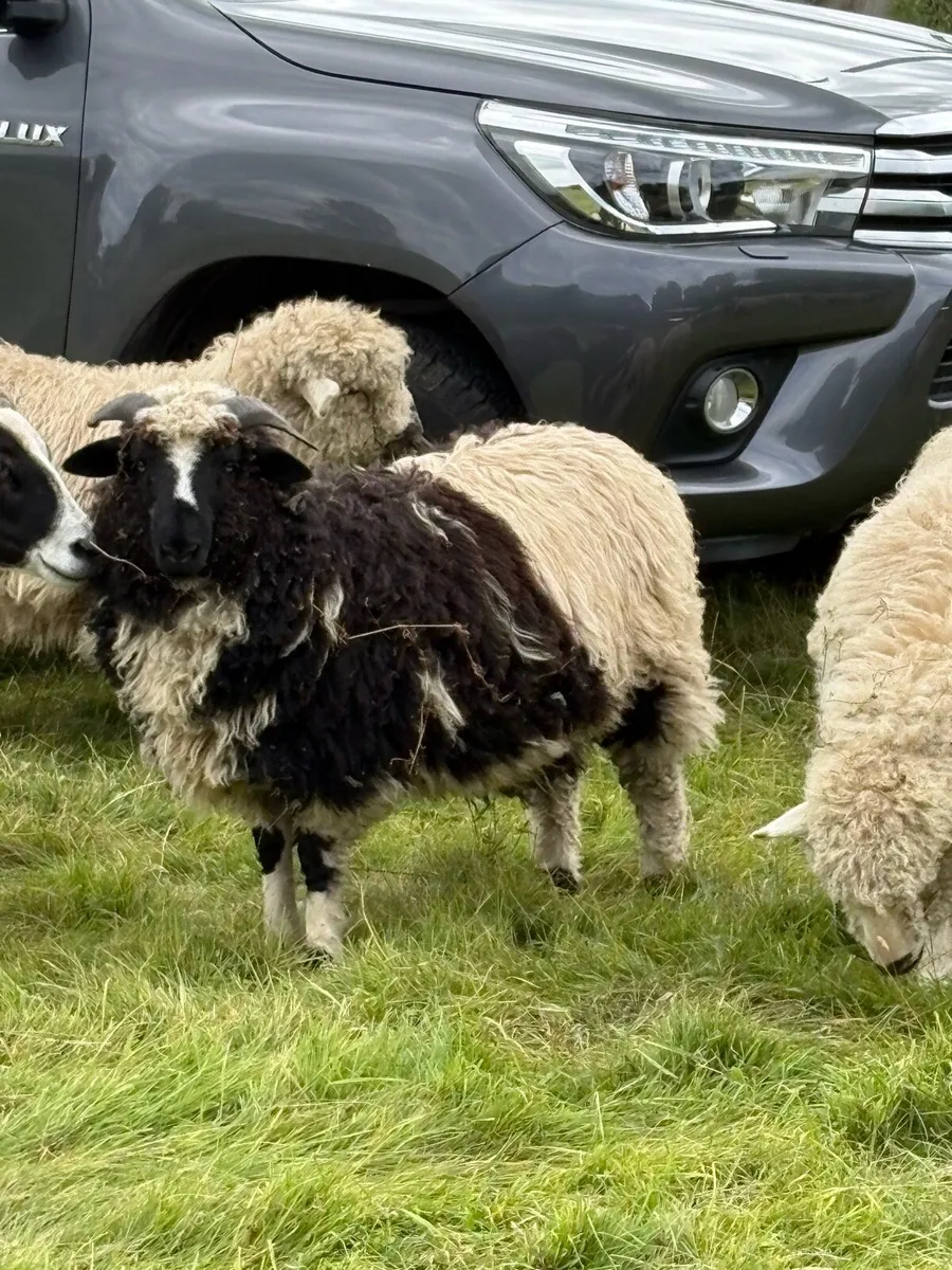 Valais cross ewe lambs - Image 2
