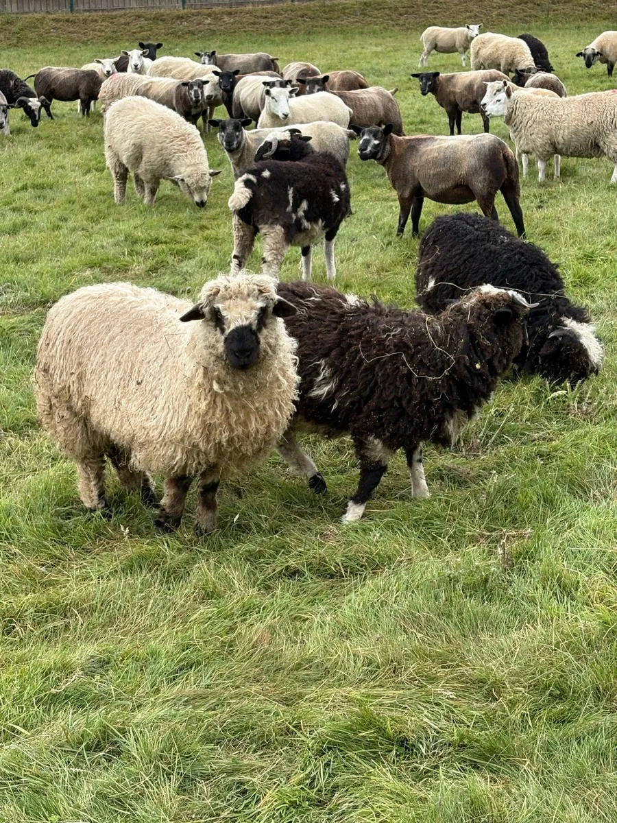 Valais cross ewe lambs - Image 4