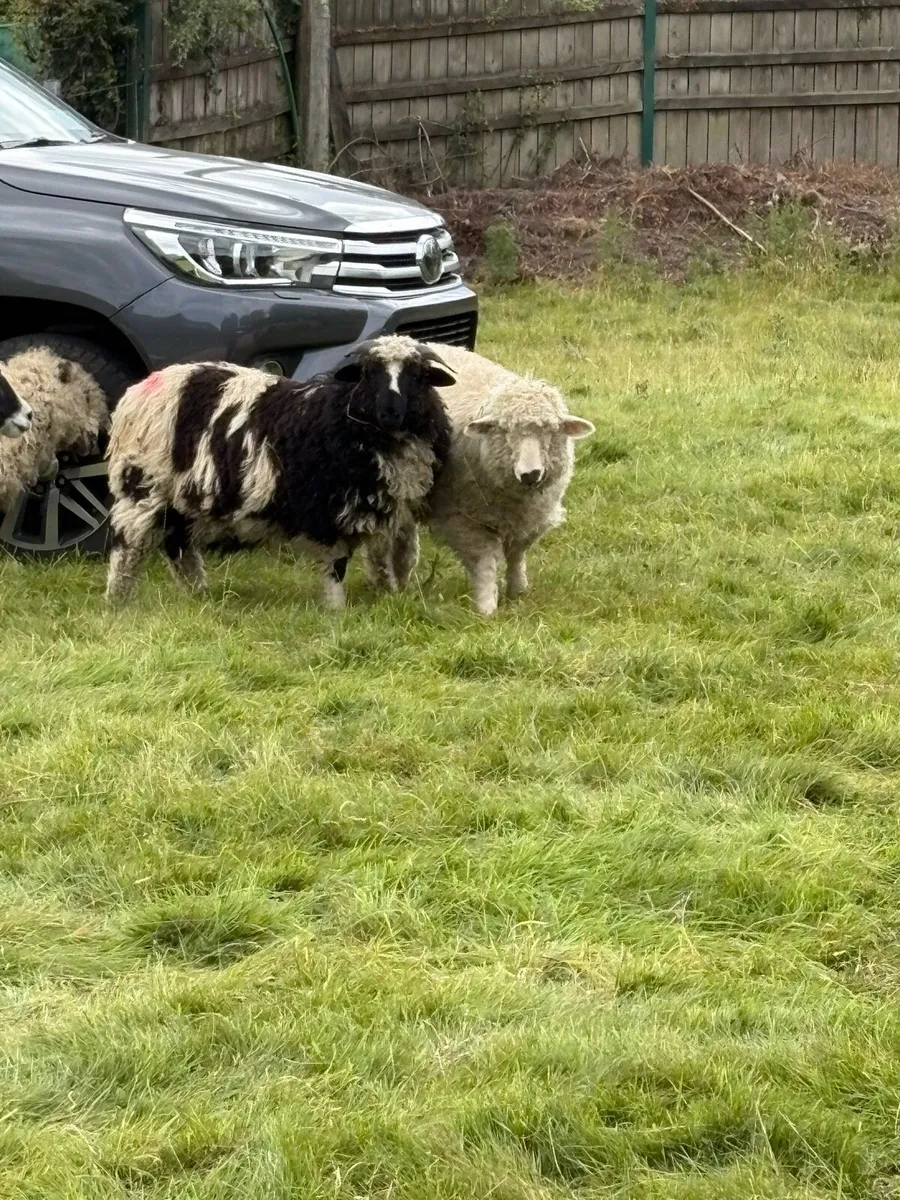 Valais cross ewe lambs - Image 3