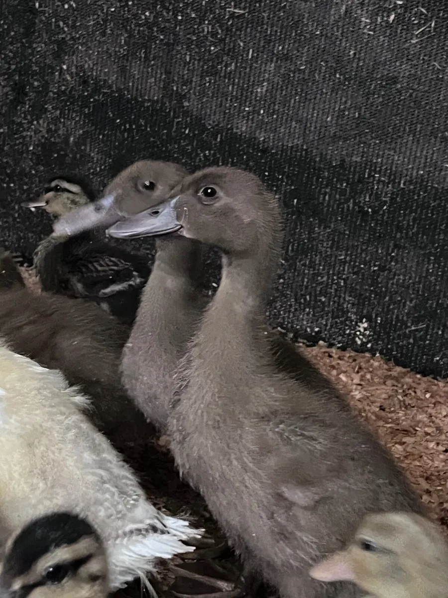 Khaki Campbell ducklings - Image 1