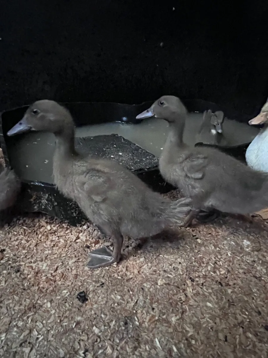 Khaki Campbell ducklings - Image 2