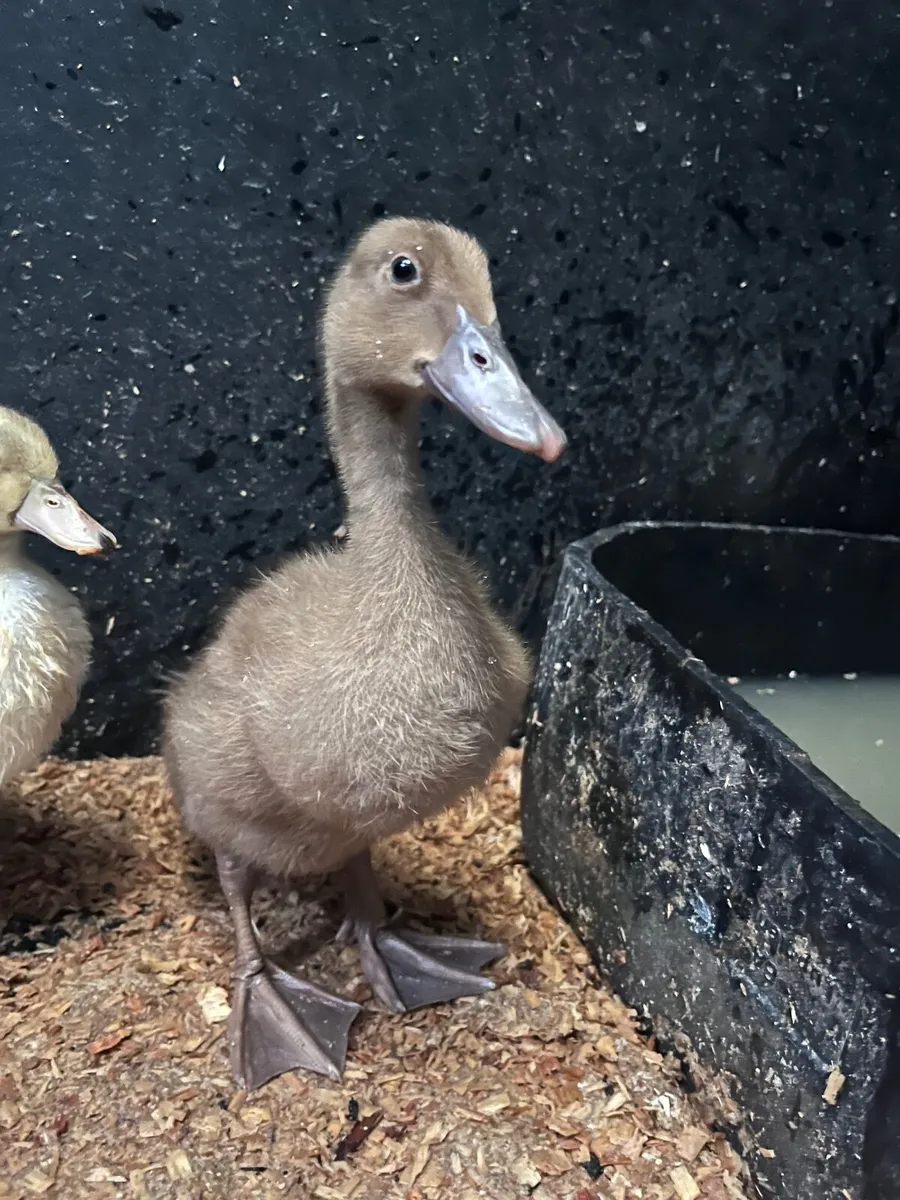 Khaki Campbell ducklings - Image 3
