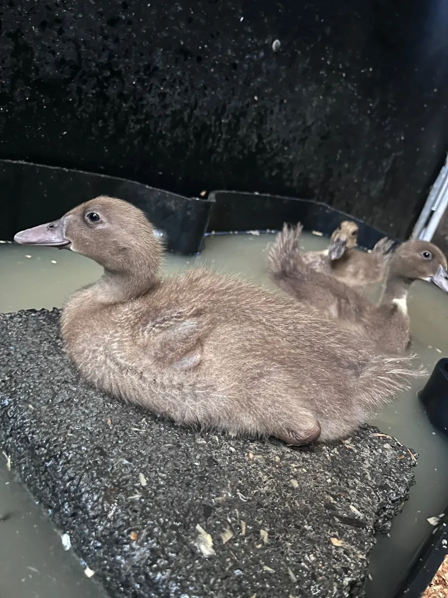 Khaki Campbell ducklings - Image 4