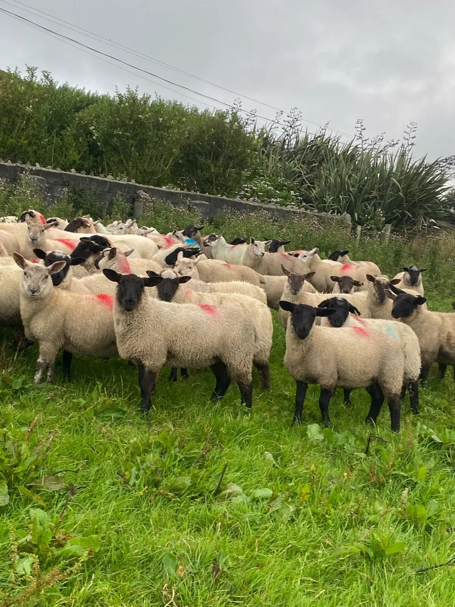 70 real good breeding ewe lambs - Image 2