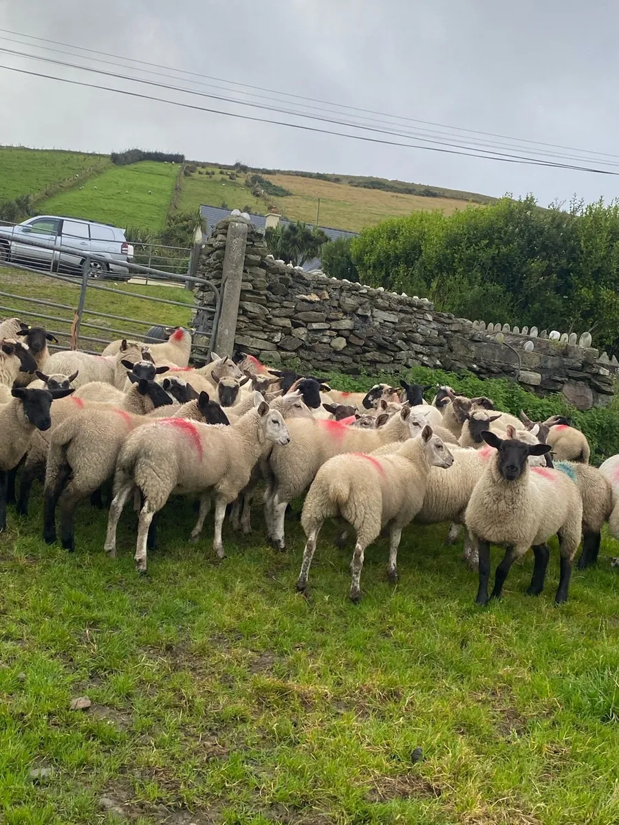 70 real good breeding ewe lambs - Image 1