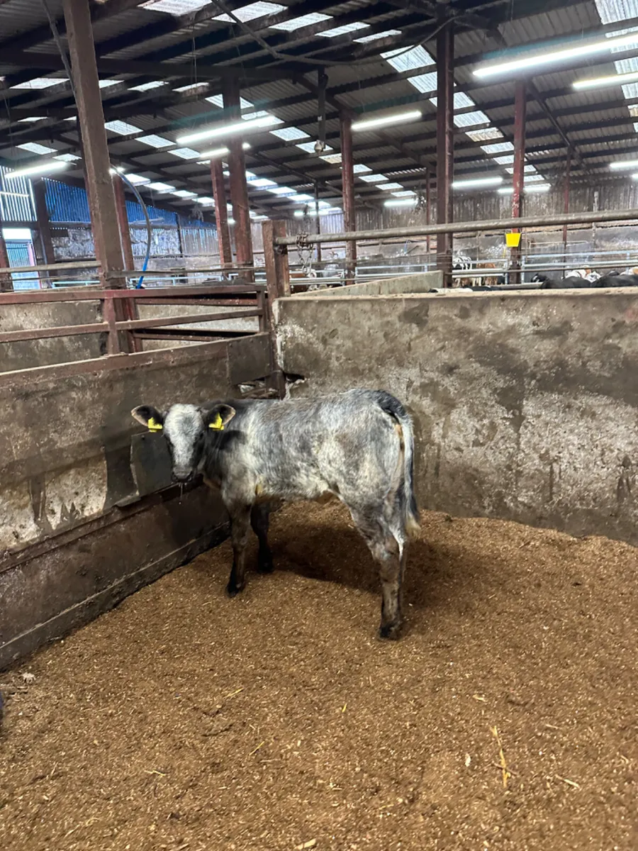 Blue grey roaned heifer - Image 1