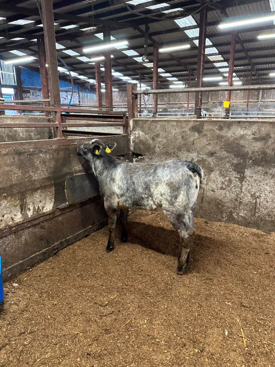 Blue grey roaned heifer - Image 4