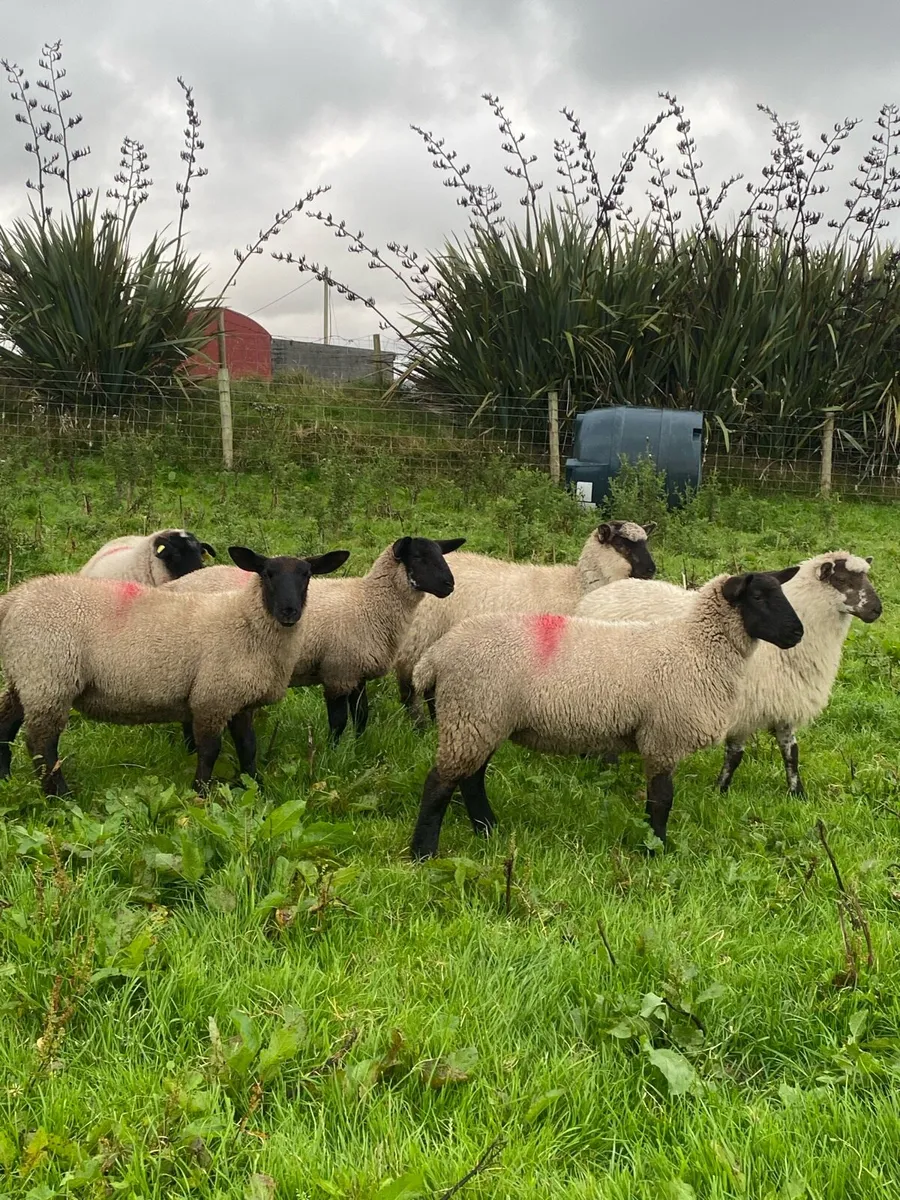 70 real good breeding ewe lambs - Image 3