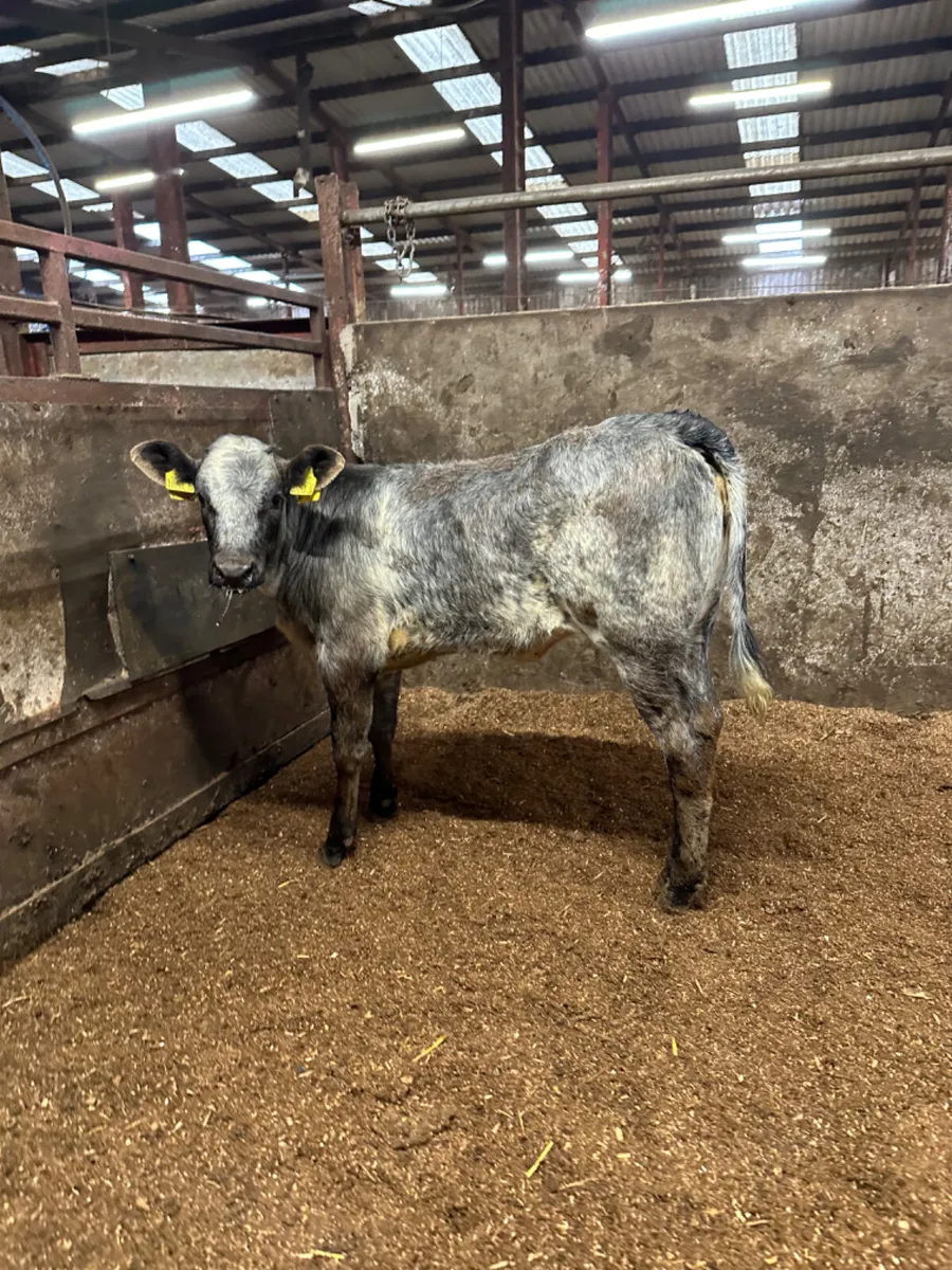 Blue grey roaned heifer - Image 3