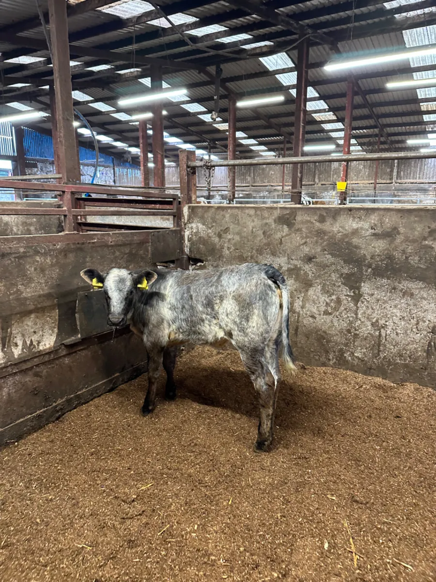 Blue grey roaned heifer - Image 2