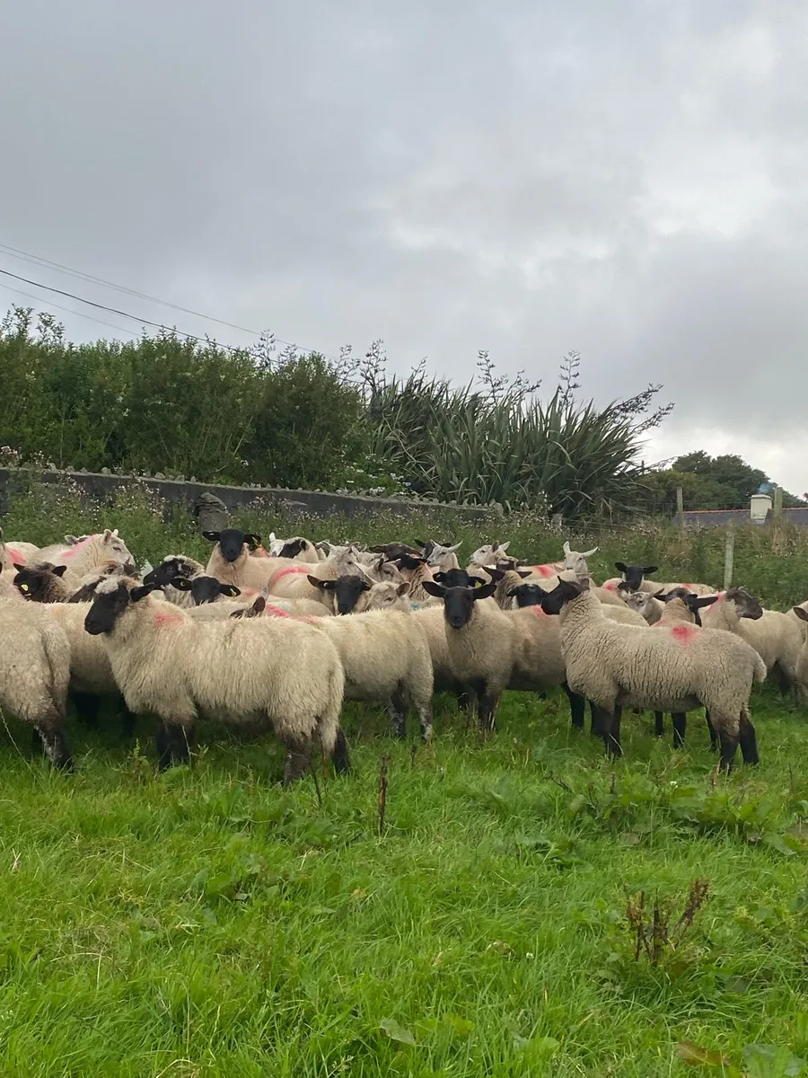 70 real good breeding ewe lambs - Image 4
