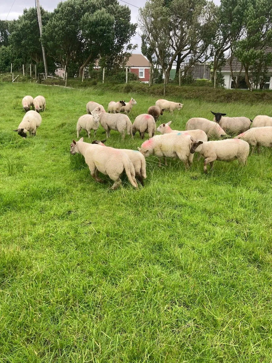 70 Suffolk & Charlollais Store Ram Lambs - Image 2