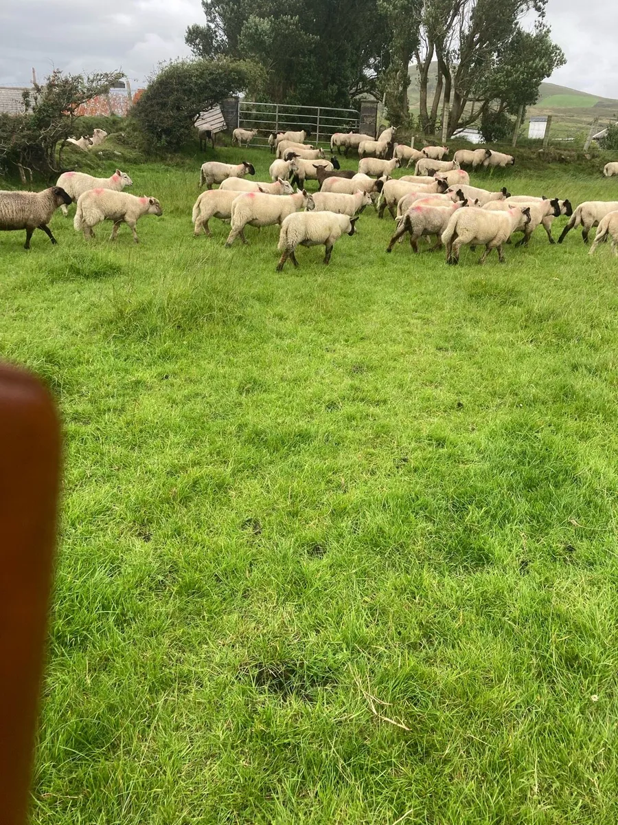 70 Suffolk & Charlollais Store Ram Lambs - Image 1