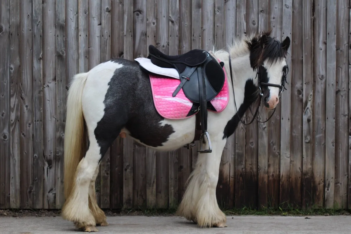 Kids pony - Image 3