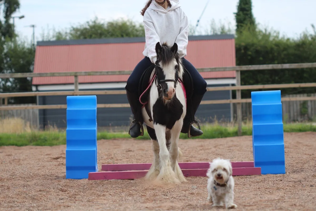 Kids pony - Image 2