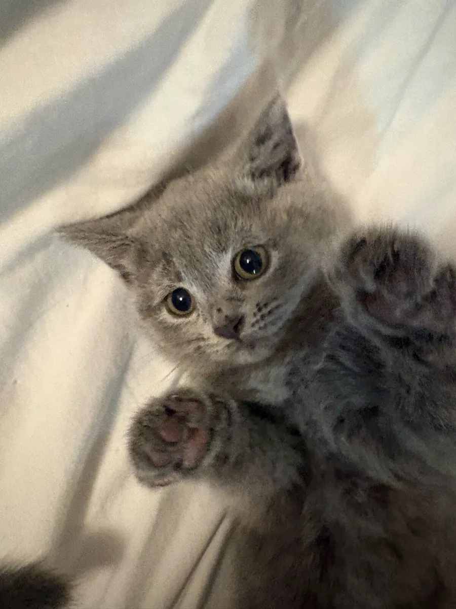 X3 Purebred British shorthair kittens - Image 1
