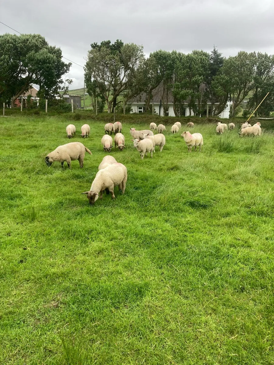 70 Suffolk & Charlollais Store Ram Lambs - Image 3