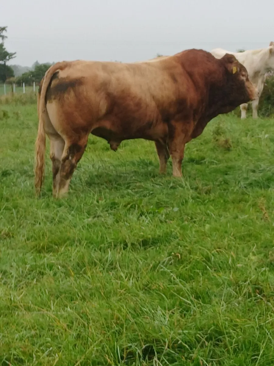 Pure breed Limousin bull - Image 1