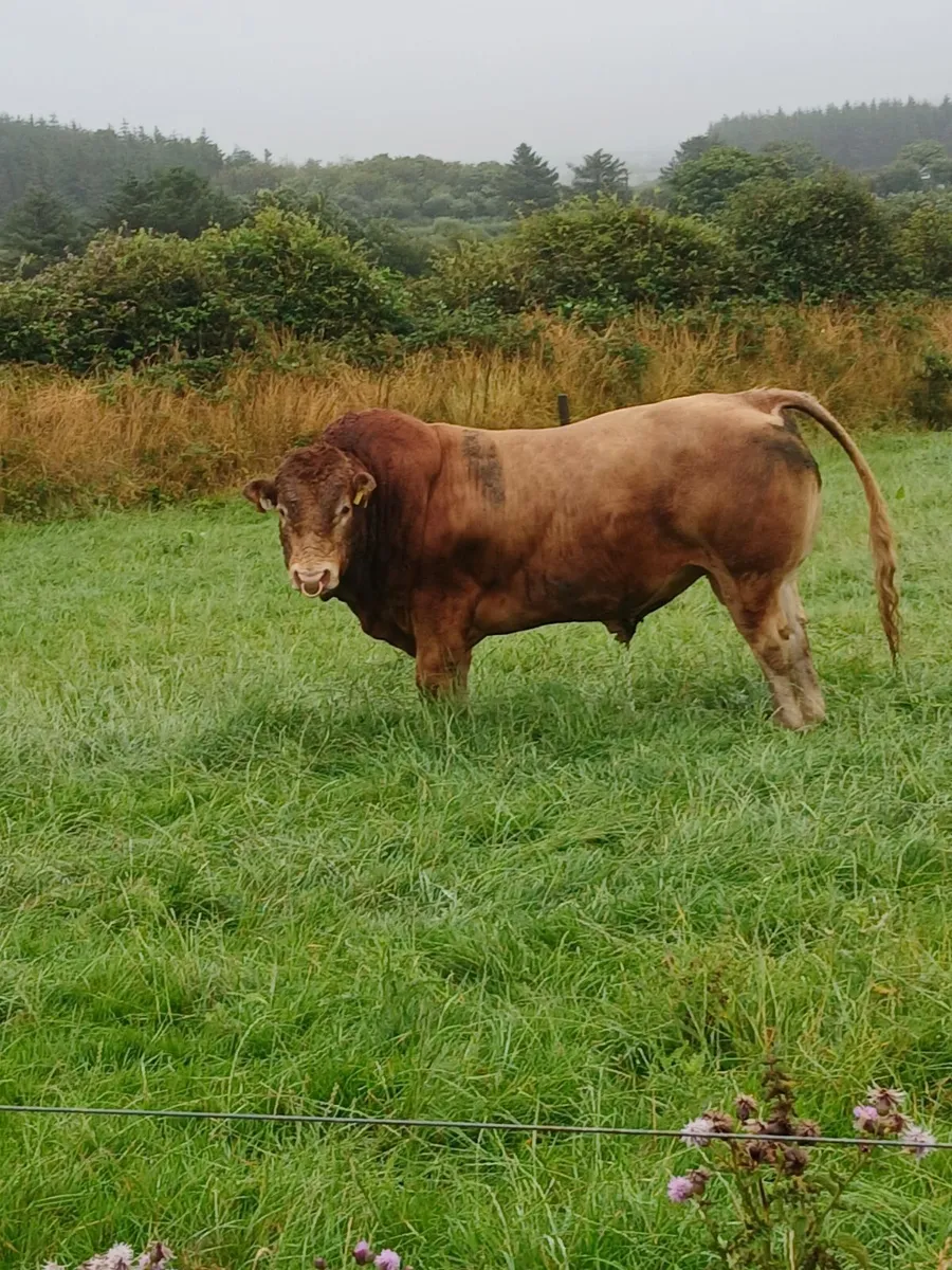 Pure breed Limousin bull - Image 2
