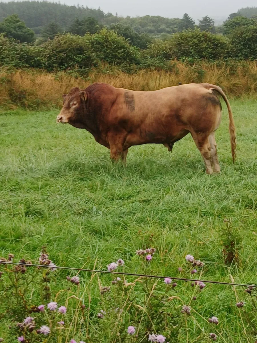 Pure breed Limousin bull - Image 3
