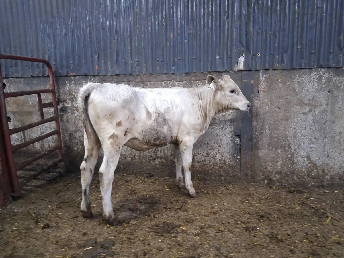 Charolais Heifer Weanling - Image 1