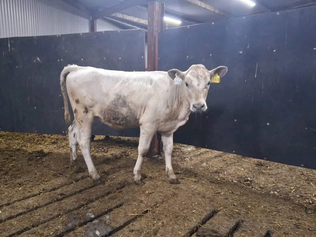 Charolais Heifer Weanling - Image 2