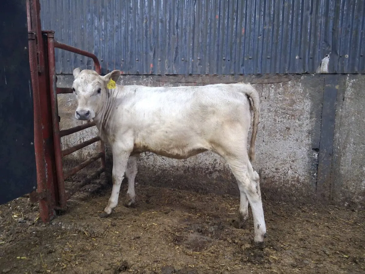 Charolais Heifer Weanling - Image 3