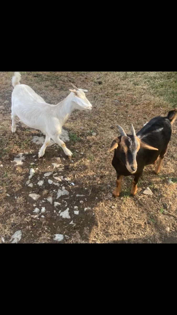 Goats - Image 2