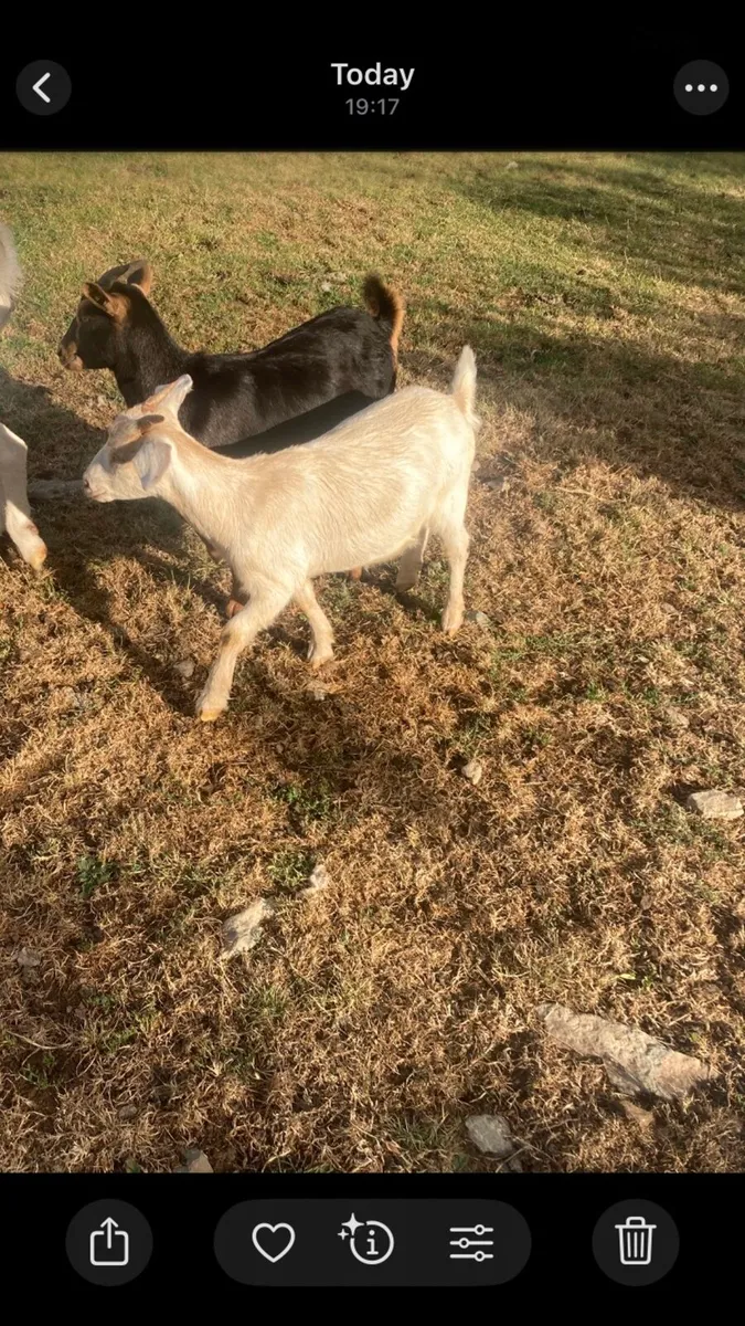 Goats - Image 3