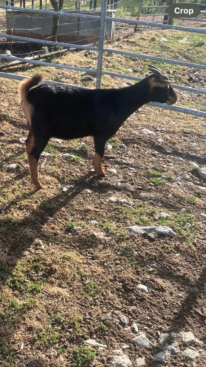 Goats - Image 4