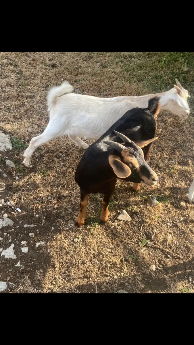 Goats - Image 1